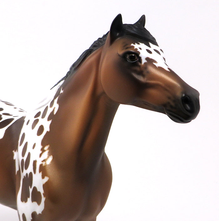 APPALOOSA LIMITED EDITION