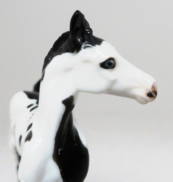 MISS D WEST - BLACK PAINT CHIPS FOAL MODEL HORSE - LE15 - 10/30