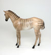 ZORSE WEANLING #3