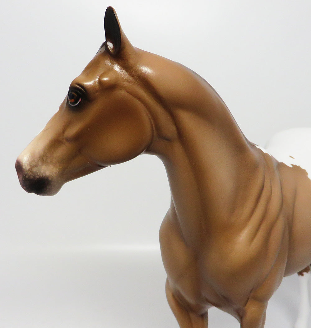 GOLDEN GATE-OOAK CHAMPAGNE ISH APPALOOSA EQ 2017