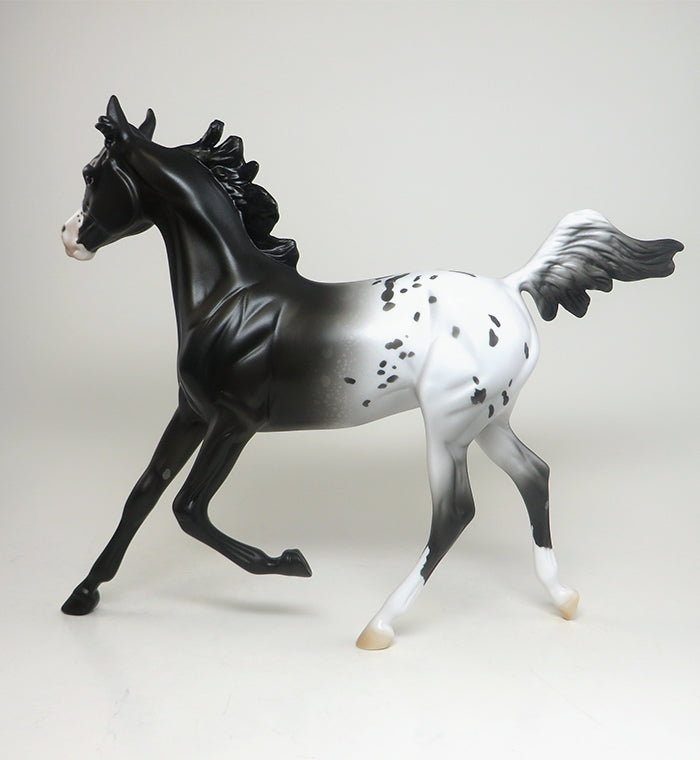BLACK APPALOOSA YEARLING