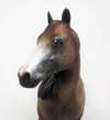 BAY APPALOOSA