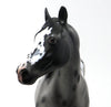 BLACK APPALOOSA