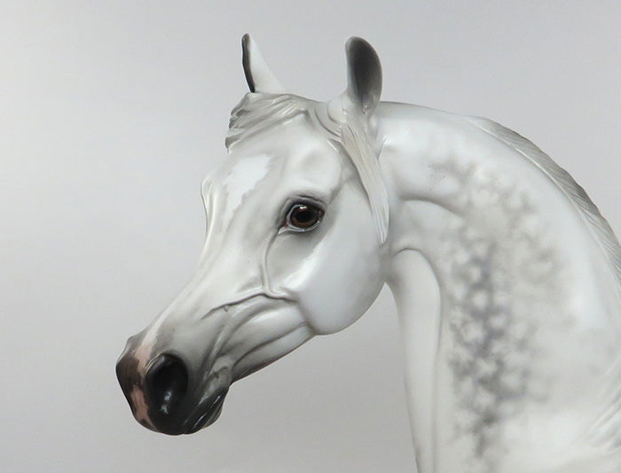 dapple grey andalusian