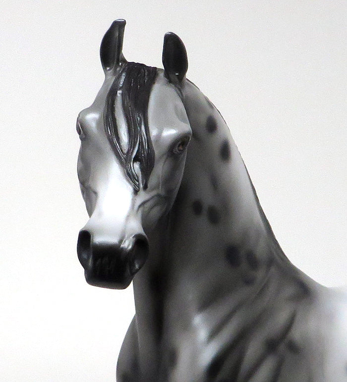 OOAK APPALOOSA ARABIAN