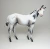 weanling appaloosa