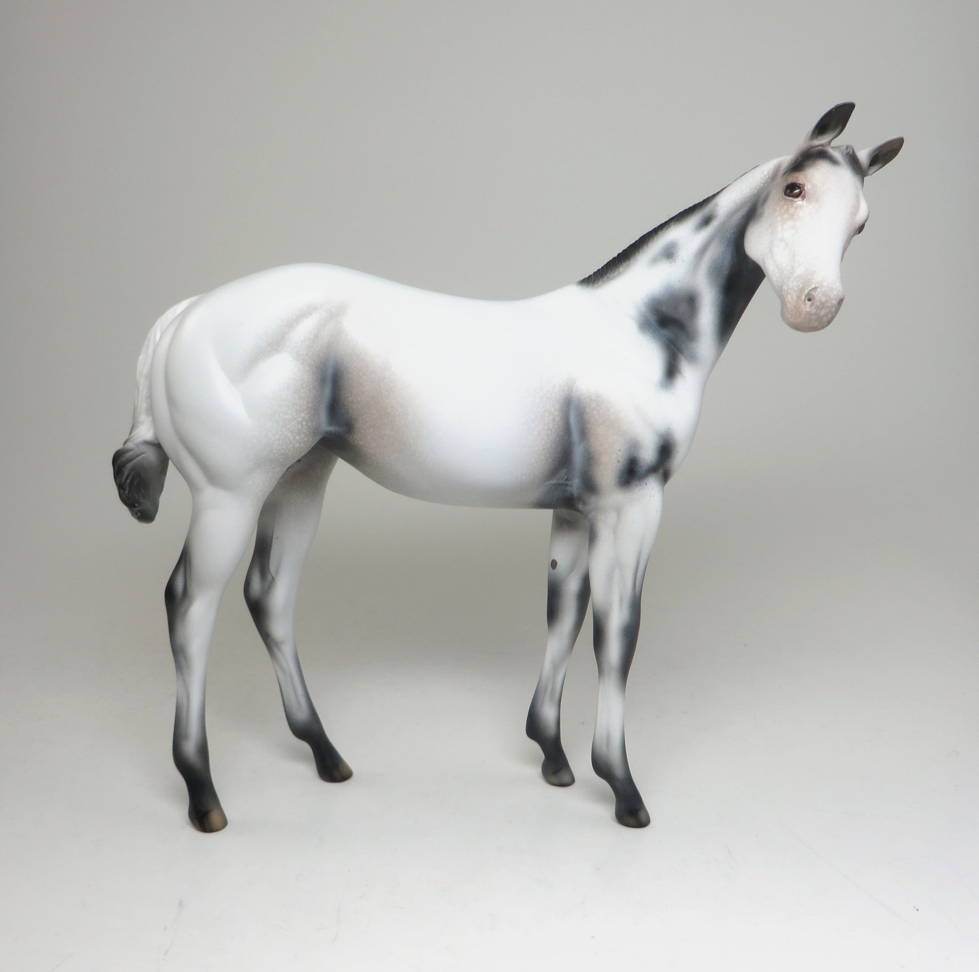 weanling appaloosa