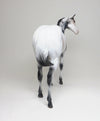APPALOOSA