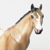 APPALOOSA ISH