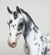 LOUD APPALOOSA