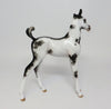 Arabian Foal