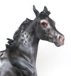loud appaloosa