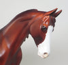 PINTO THOROUGHBRED 