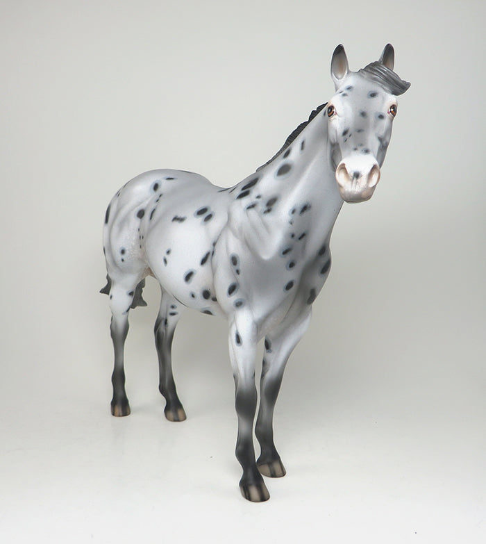 APPALOOSA ISH 