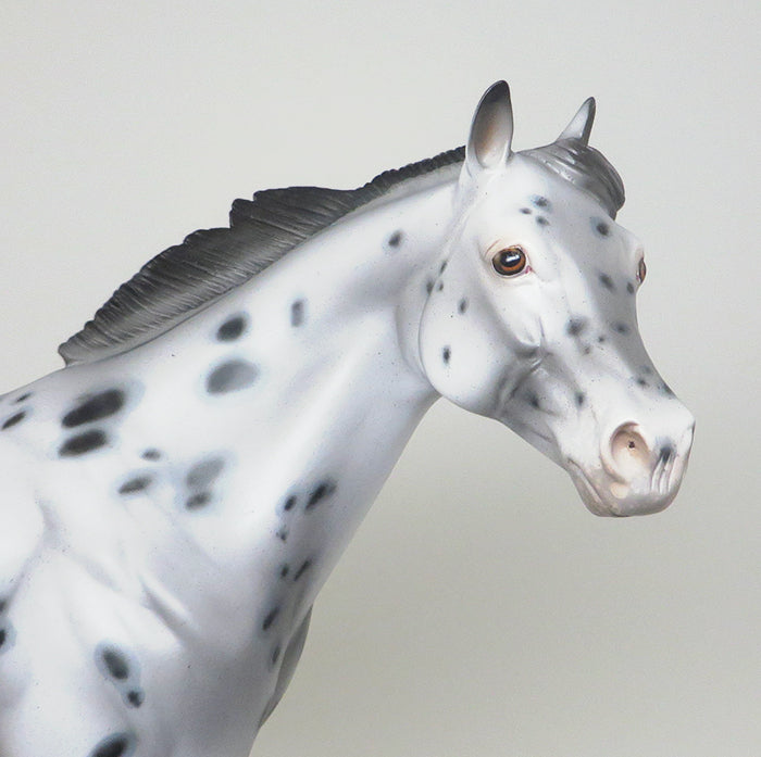 APPALOOSA Ideal Stock Horse