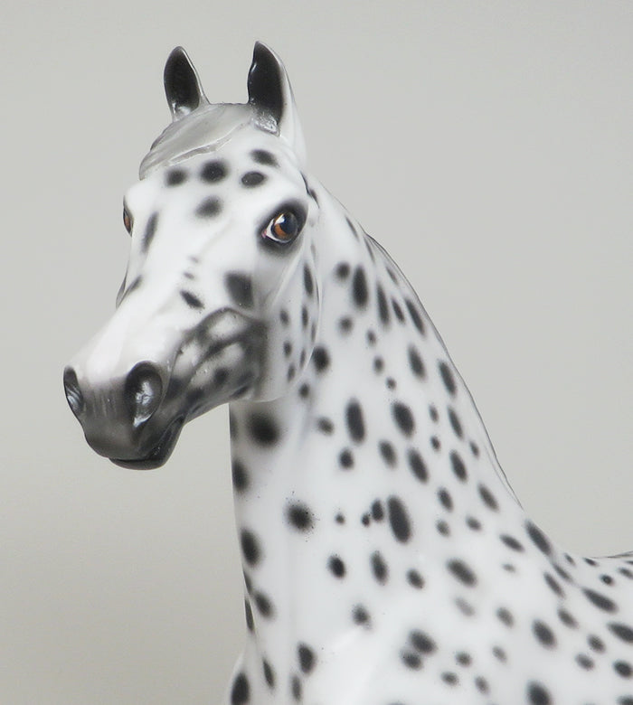 loud appaloosa morgan 