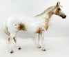 LOUD APPALOOSA