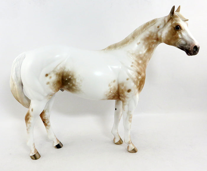 LOUD APPALOOSA
