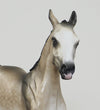 OOAK Buckskin Yearling
