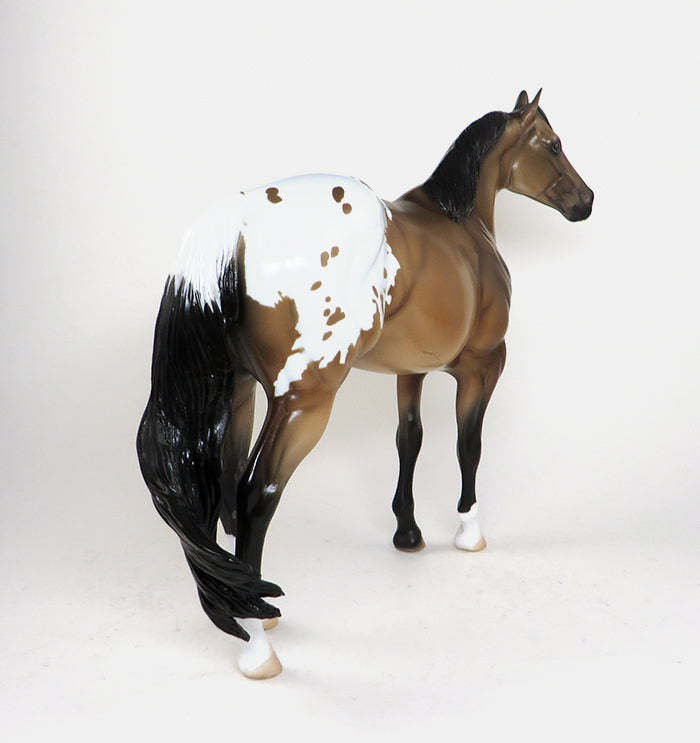 Buckskin Appaloosa ISH