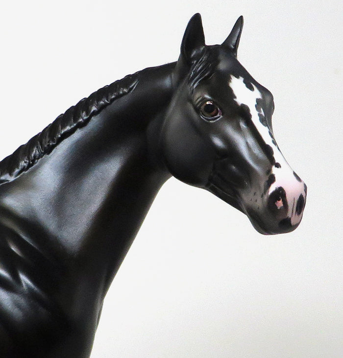 DYNAMITE GUY - BLACK AND WHITE APPALOOSA ISH