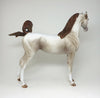  arabian horse