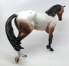Appaloosa