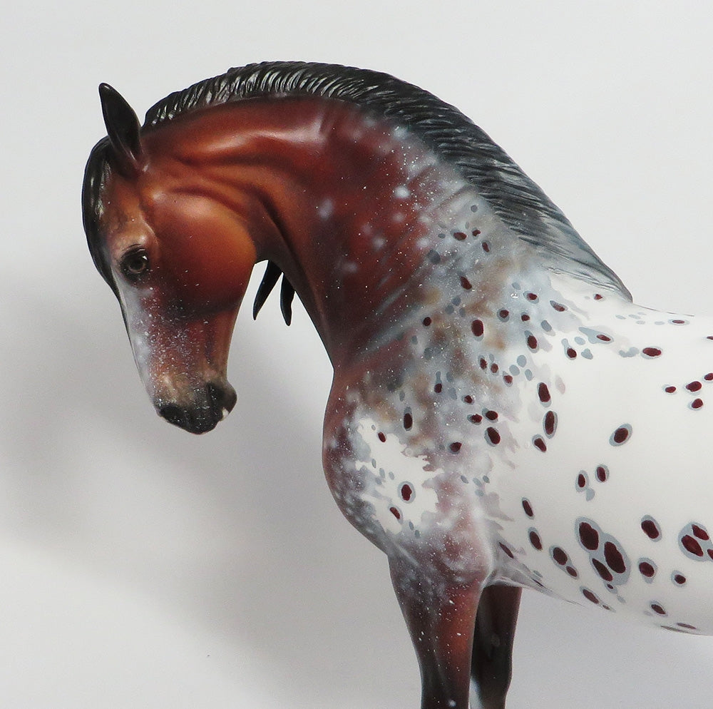 Appaloosa