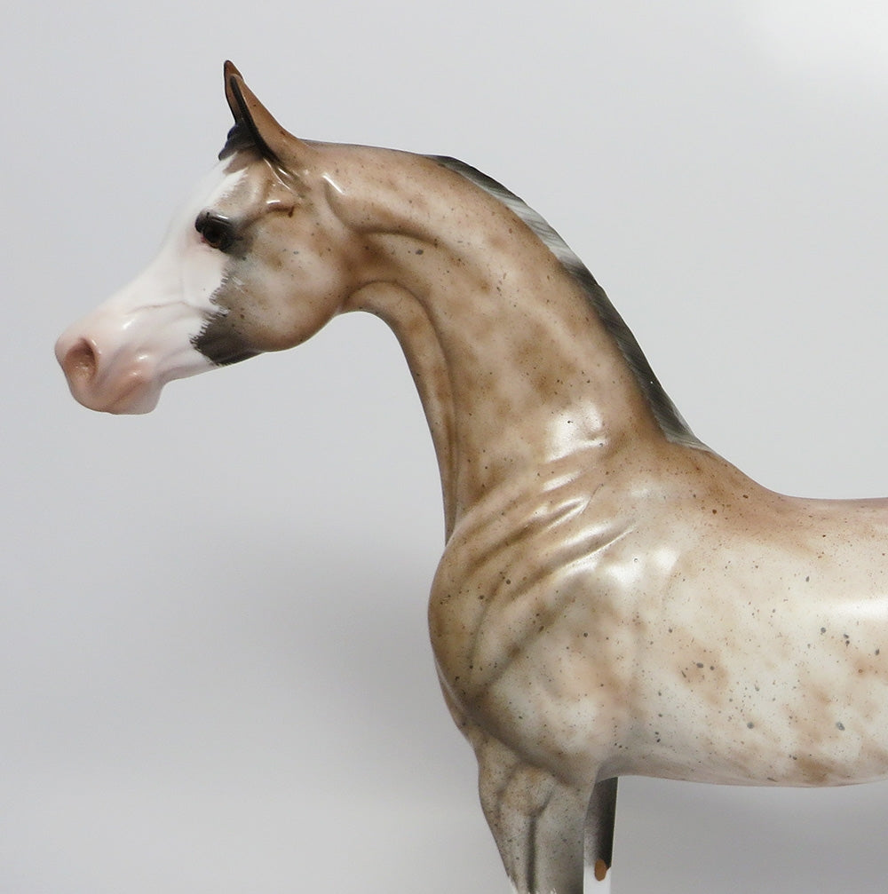 ROYAL BLOOD-OOAK BAY SABINO GOING GREY ARABIAN BY SHERYL LEISURE 7/24/2017