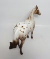 CLARE DE LUNA-OOAK VARNISH ROAN APPALOOSA ISH MODEL HORSE BY SHERYL LEISURE 3-1-18
