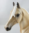 Morgan Horse