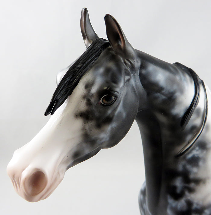 MACBETH-OOAK APPALOOSA  ARABIAN MODEL HORSE BY DAWN QUICK 9/15