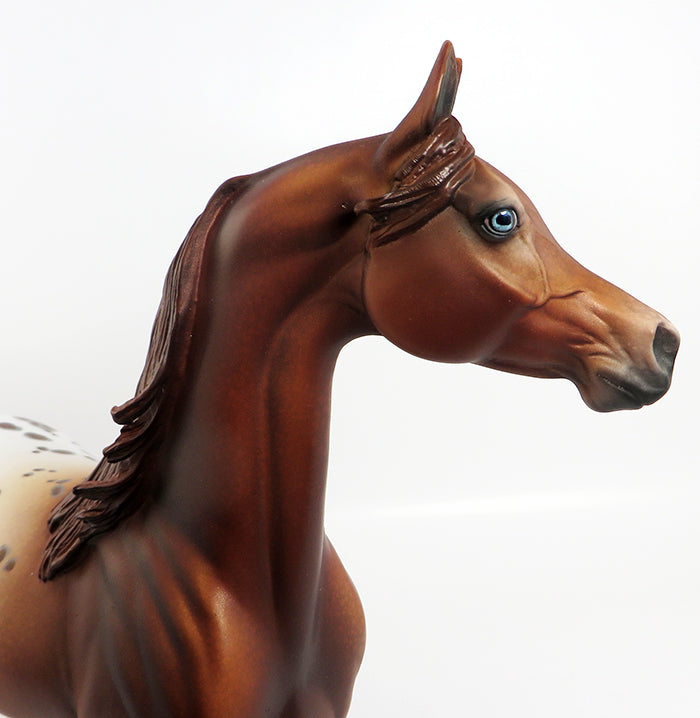 chestnut appaloosa
