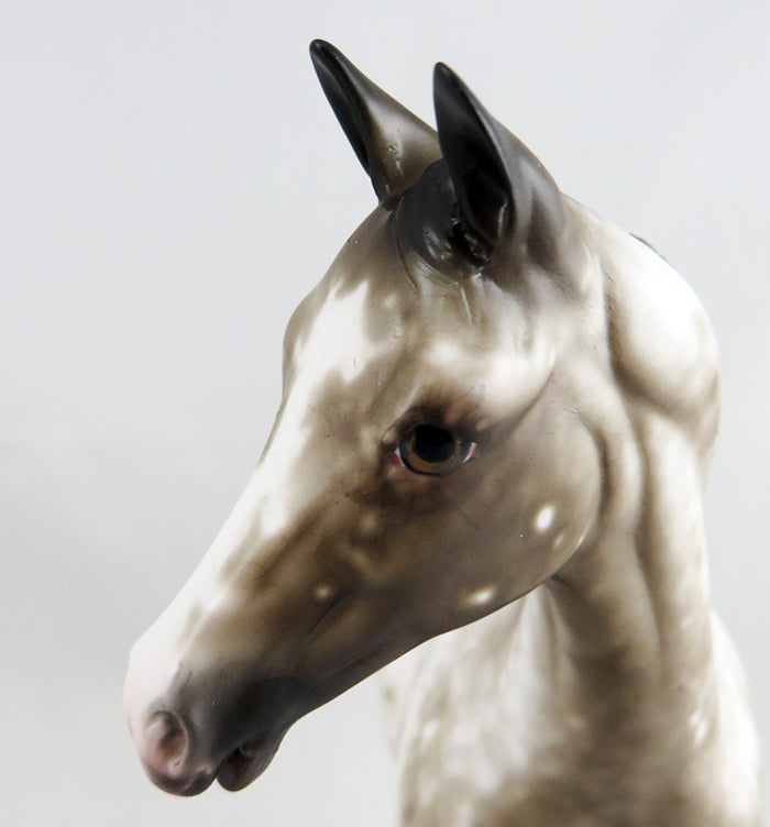 Appaloosa