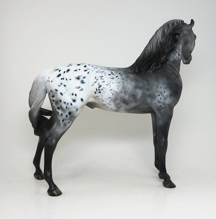 appaloosa peter stone arabian