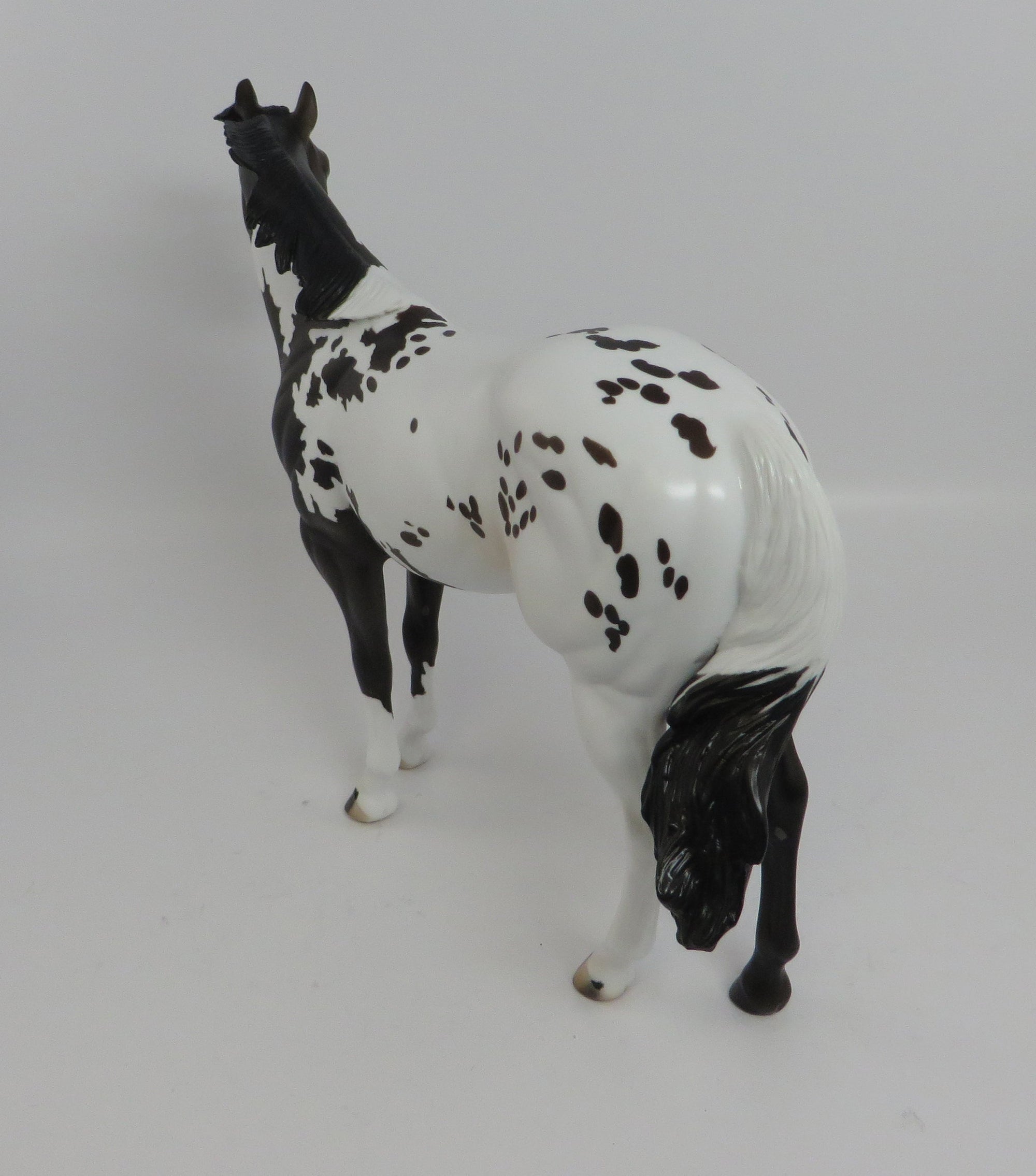 Appaloosa
