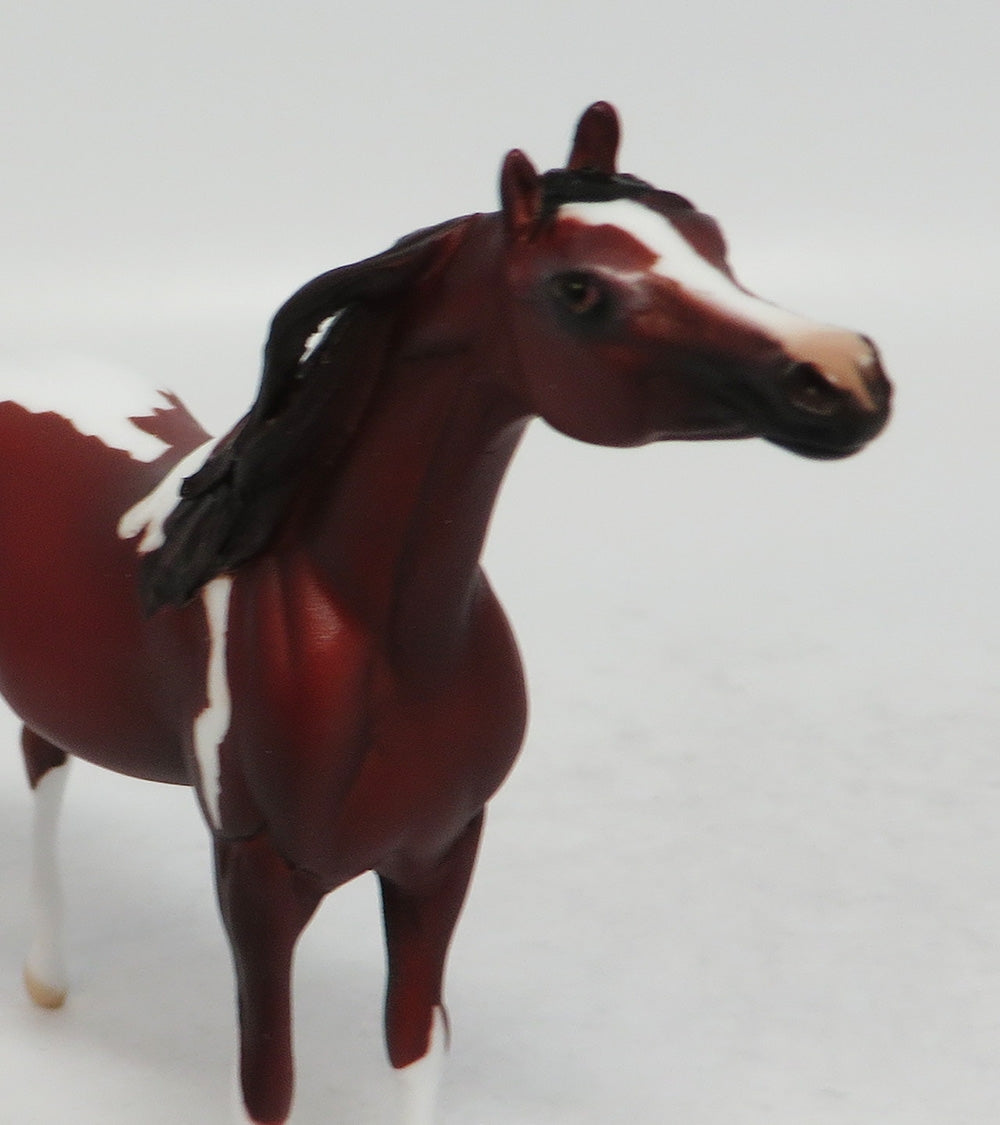 DAYTON - LE8 MINI ME CHESTNUT PINTO ARABIAN CHIP EA 2018