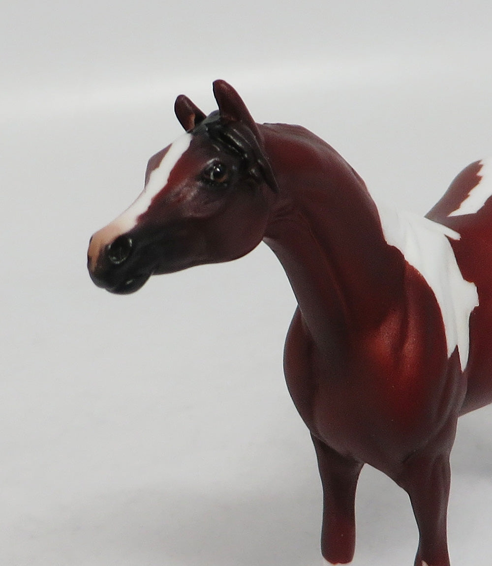 DAYTON - LE8 MINI ME CHESTNUT PINTO ARABIAN CHIP EA 2018