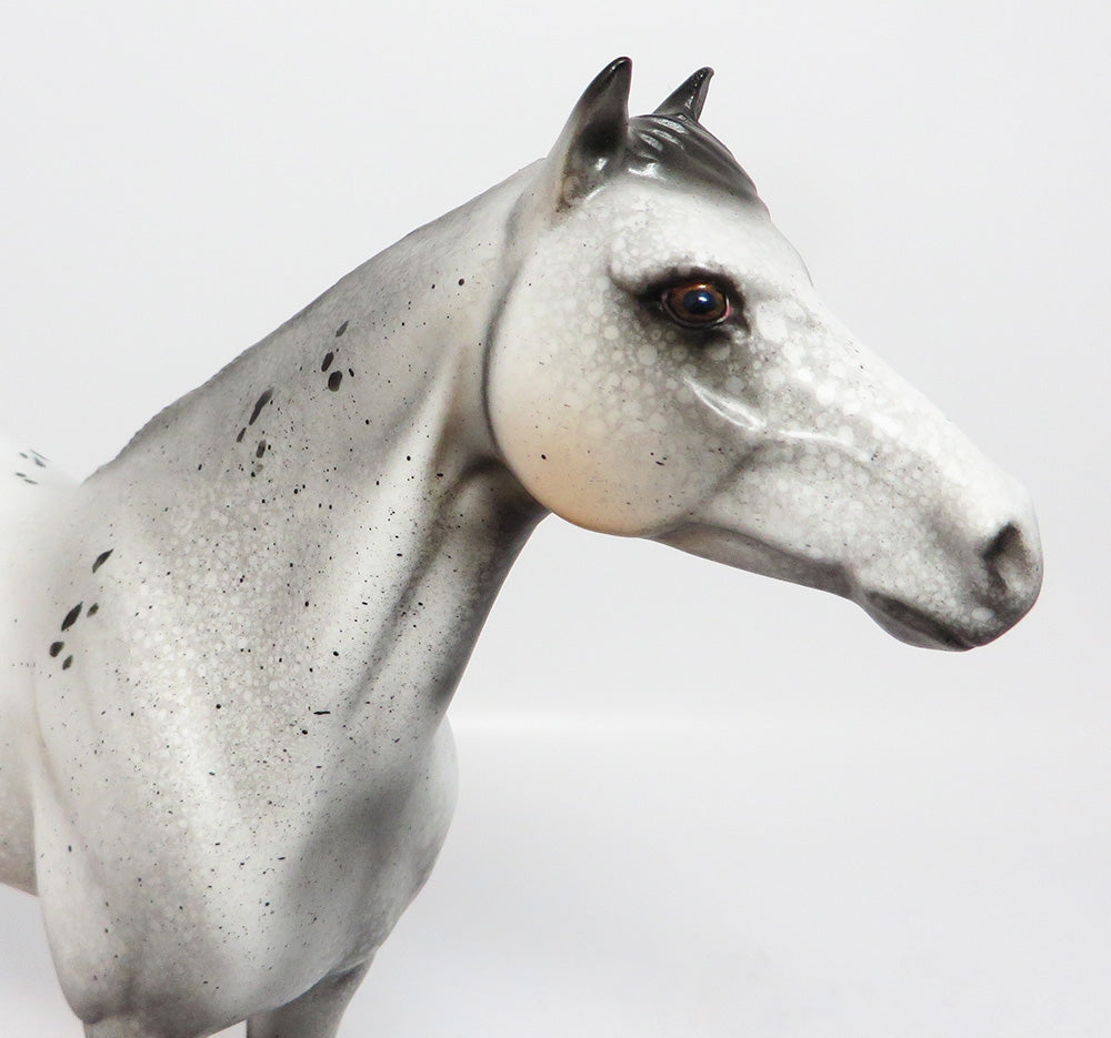 appaloosa
