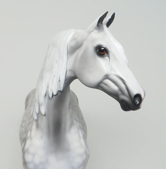 amazing peter stone dapple grey morgan