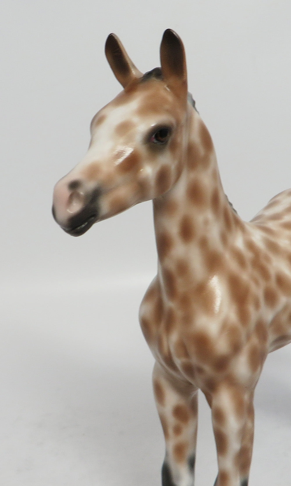 LULLABY OF BIRDLAND-OOAK APPALOOSA BUCKSKIN FOAL BY SHERYL LEISURE 3/12/18