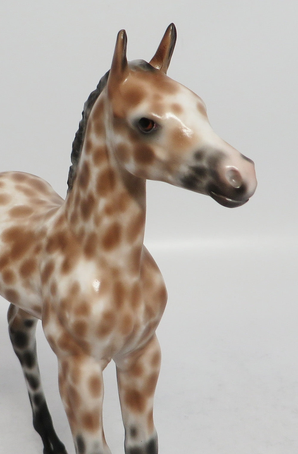 LULLABY OF BIRDLAND-OOAK APPALOOSA BUCKSKIN FOAL BY SHERYL LEISURE 3/12/18