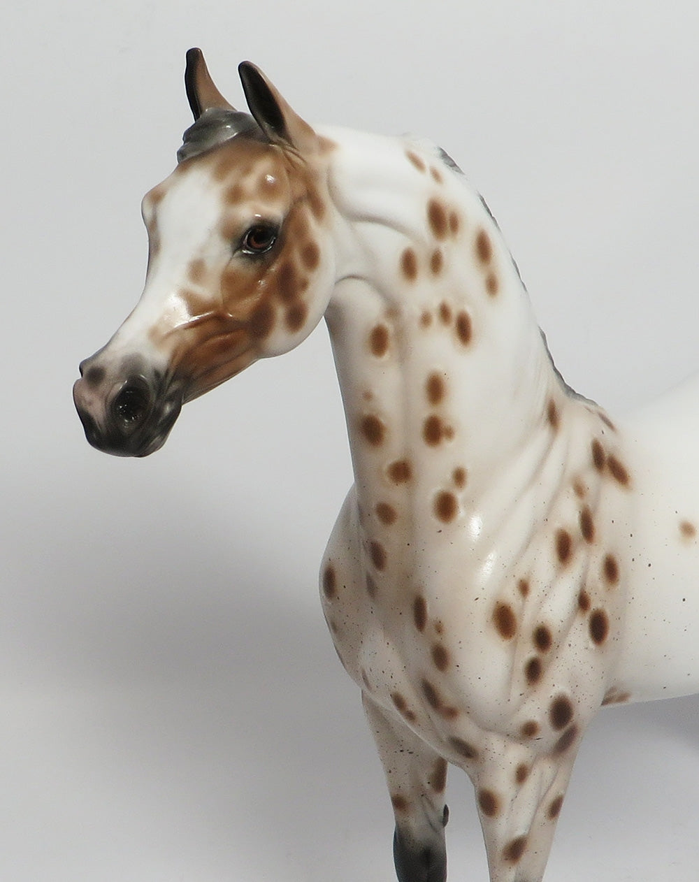 appaloosa