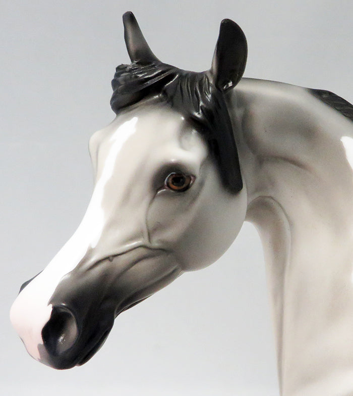 THELOCACTUS-LE-5 GREY AND WHITE PAINT ARABIAN MODEL HORSE 9/22