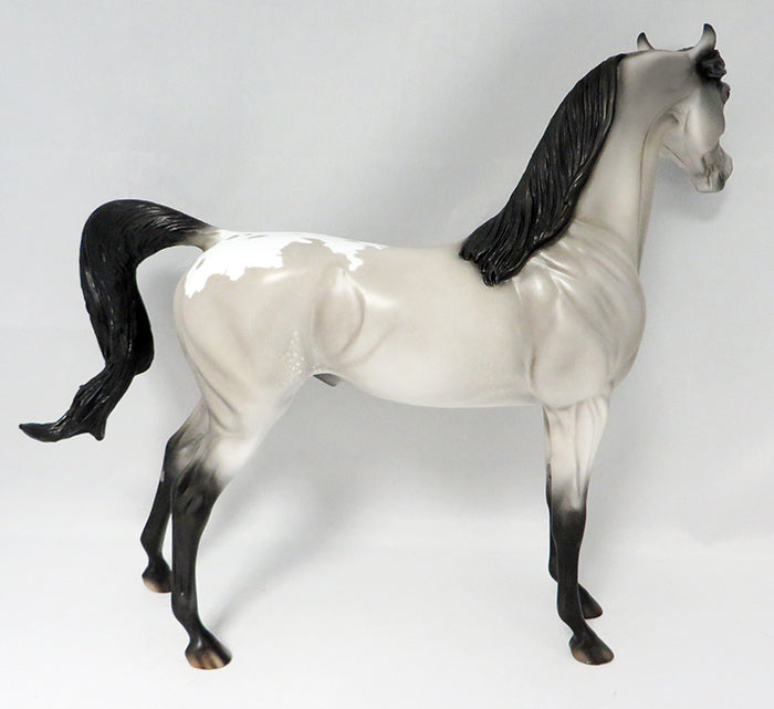 SAGUARO-LE-5 GREY APPALOOSA W/ BLACK POINTS ARABIAN MODEL HORSE 9/22