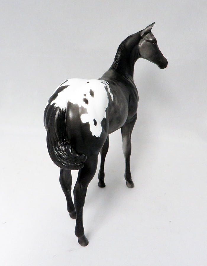 Appaloosa