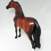 A THIEF IN THE NIGHT-OOAK DAPPLED BAY MORGAN HORSE 9/21