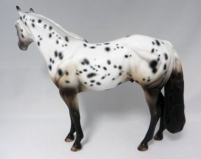 Loud Appaloosa