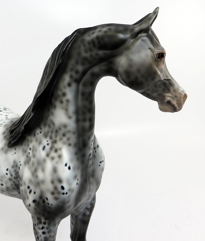 HELL RAISER-OOAK LOUD APPALOOSA ARABIAN BY DAWN QUICK 2/21