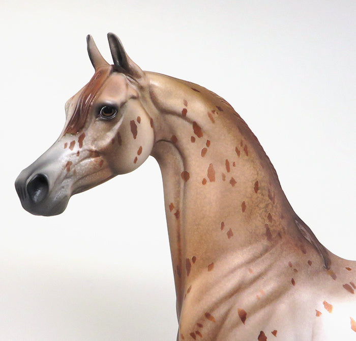 chestnut appaloosa arabian hexa